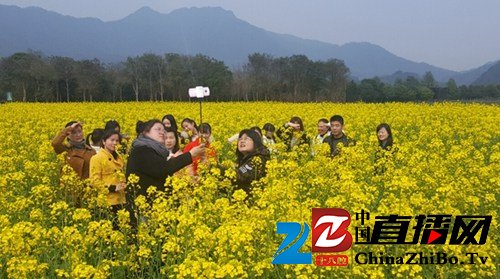 武夷山九曲上游古茶村黄村油菜花海引游客观赏