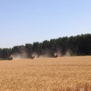 【追访】“用水大户”怎样变身“节水能手”——河北省小麦种植节水增效绿色发展探访