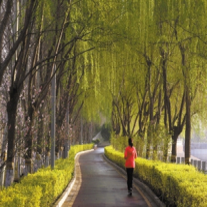 柔波绕城柳增春 走在石家庄恍惚到江南