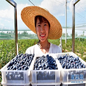 河北滦州：蓝莓飘香富农家