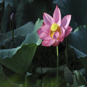 今日大暑|蝉声起 夏正浓！清风无处寻……