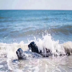 海豹都能来串门儿，秦皇岛这环境也太牛了！