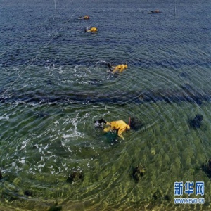 河北唐山：海产养殖促增收