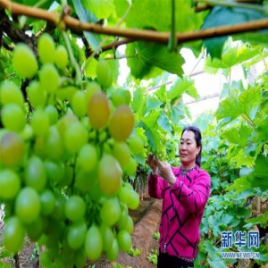 “棚室经济”助力乡村振兴