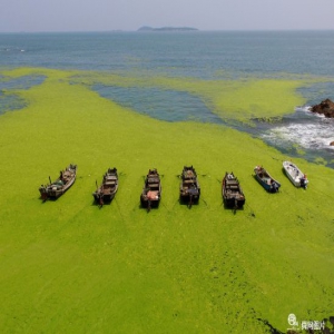 青岛近海海域绿潮爆发 设三道防线全面处置浒苔