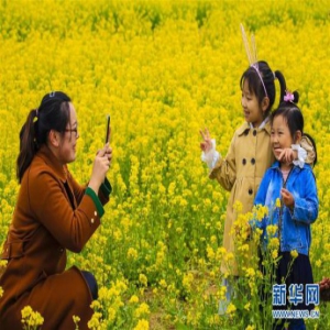 河北安平：油菜花开引客来
