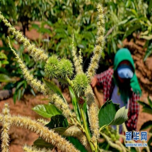 河北秦皇岛：荒山植栗树 山村百姓富