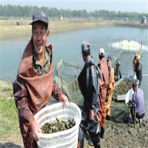 宝坻区鸿腾水产有机泥鳅收获(图)