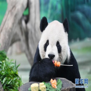 大熊猫吃“月饼”过中秋