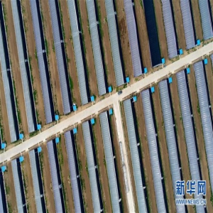 河北乐亭：农业园区建设助推乡村振兴