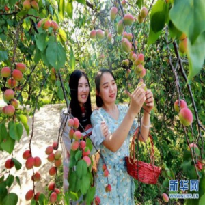 河北巨鹿：杏满枝头迎丰收