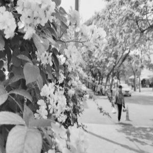 石家庄十余条蔷薇花街美翻了 花期一般从5月延续到9月