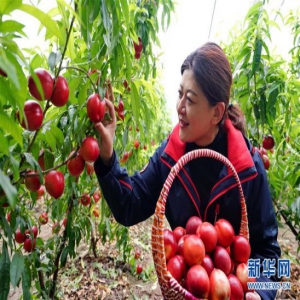 河北曹妃甸：特色种植促增收