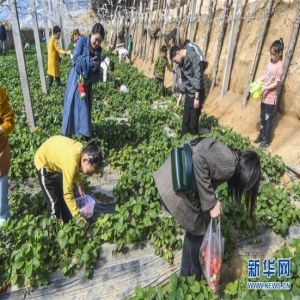 河北广阳：“农业旅游”引客来