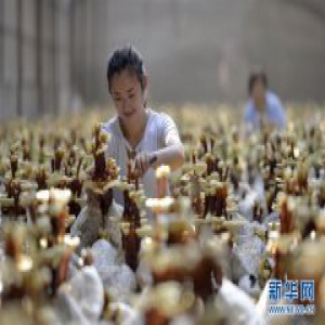河北广宗：特色灵芝富农家