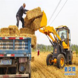 河北永清：小麦丰收秸秆变宝