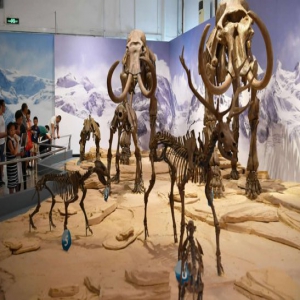 石家庄：“冰河巨兽”现身河北博物院 民众感受遥远冰河时代