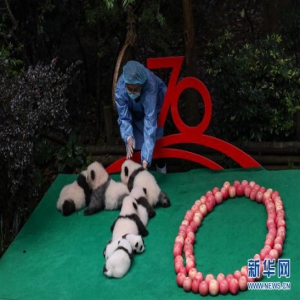 成都：7只新生大熊猫齐亮相