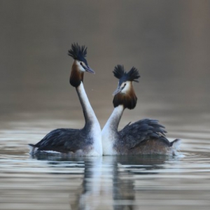 河北唐山：南湖野鸟舞翩翩