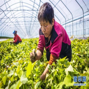 河北武邑：薯秧育苗富农家