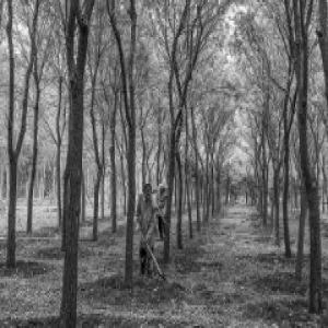 南六环“绿肺”正康复 林木养护不力将纳入黑名单