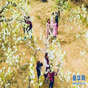 河北广阳：梨花满枝迎客来