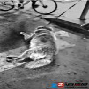 摩托车活活拖死大金毛 温州街头虐狗一幕让人痛心