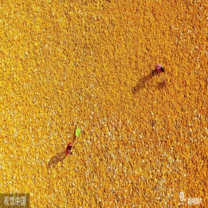 山东聊城：玉米丰收亮金秋