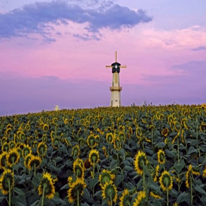 江苏淮安：白马湖畔向日葵盛开迎游客