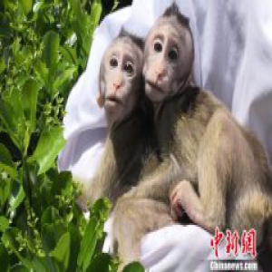 中国体细胞克隆猴健康成长 研究下一步将做疾病模型
