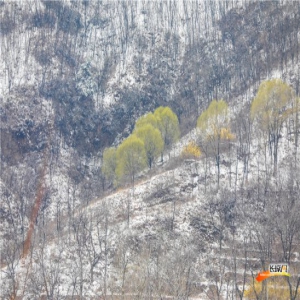 【高清组图】四月飞雪 石家庄这个地方的绿树戴上雪“帽子”