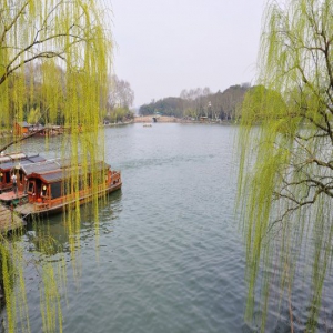 杭州：西湖杨柳依依春意浓浓景色迷人