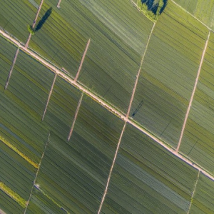 山东滨州：黄河滩麦田光影如画