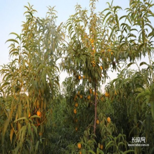 视频|邯郸六旬夫妇替亡子还债记