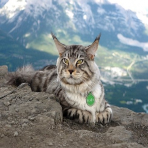 拒绝当“宅喵” 加拿大小猫咪随主人远足探险看遍山水风光