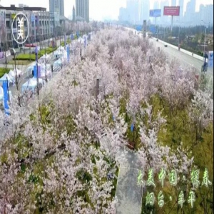 樱花树下，拾翠踏青！