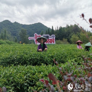 【新中国从这里走来】贵州湄潭：公路通到家门口 产业搬进山窝窝