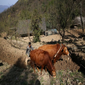 陕西安康：探访大山里的单身大叔