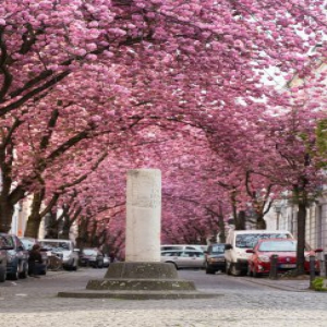 德国波恩樱花盛开 繁花朵朵春意盎然