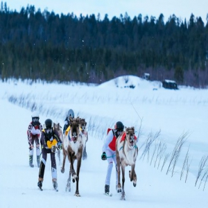 芬兰举办驯鹿锦标赛 驯鹿拉主人雪地狂奔争第一
