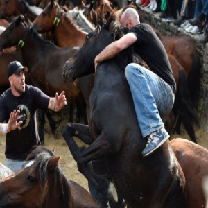 西班牙一村庄举办年度传统节日 民众与野马“较劲”场面惊险刺激
