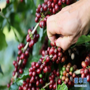 云南咖啡寻求突围走上世界舞台