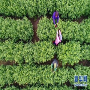 春季人勤劳作忙