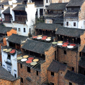 江西婺源：篁岭“晒秋人家”“春色”缤纷