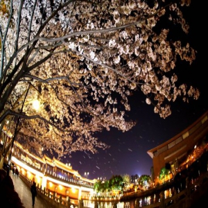 江苏苏州：烂漫樱花扮靓水城夜