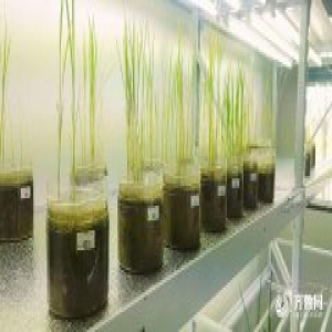 1000份海水稻材料在青岛开始播种 预计5月底插秧