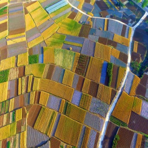山东临沂：初夏麦熟时节 田园色彩斑斓美如画