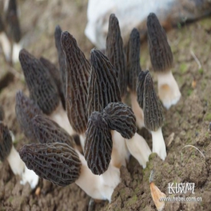 【摄影报道】隆尧：羊肚菌长势喜人 每亩可卖8万元