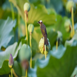 山东潍坊：暑日荷塘别样美