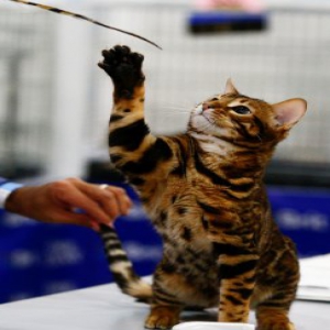 “2019年萌猫堡”国际宠物猫展在莫斯科举行